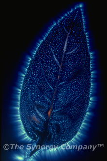 Kirlian Image